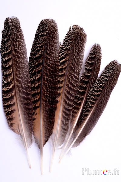 Paon bleu - 22-26 cm - brun naturel